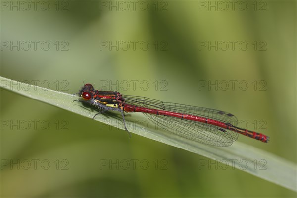 Large red damselfly