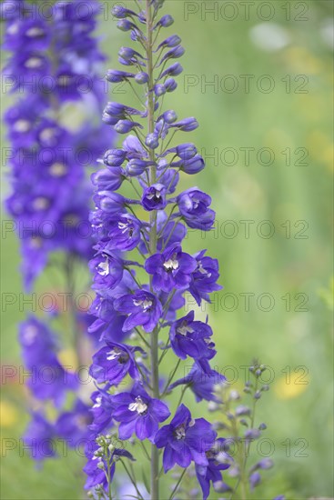 Larkspur