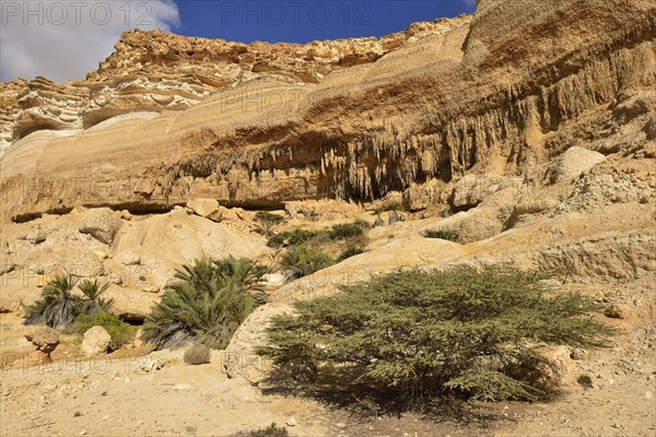 Limestone canyon of Wadi Shuwaymiyah