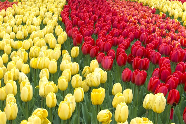 Rows of red and yellow tulips