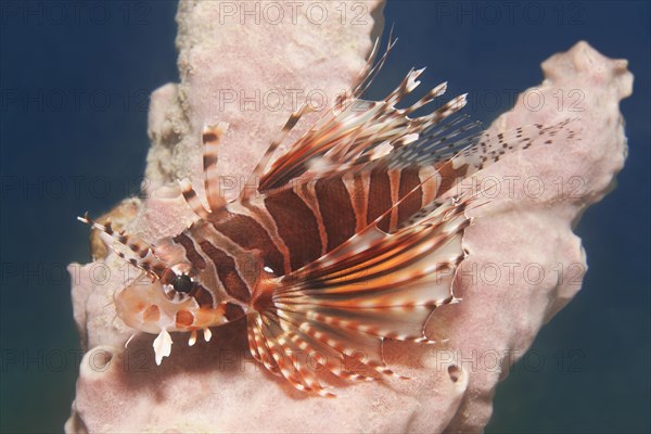 Zebra turkeyfish