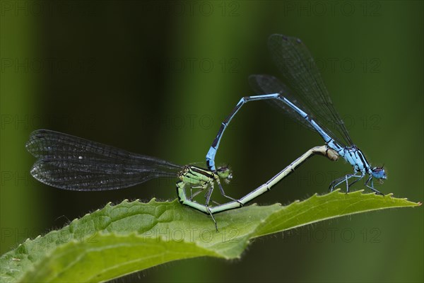 Azure damselfly