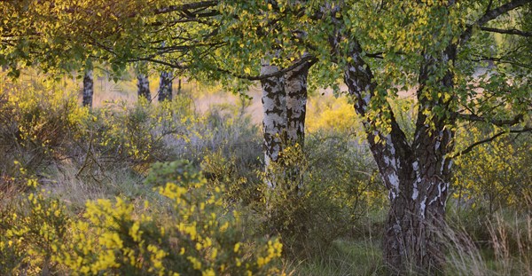 Broom blossoms in a birch forest