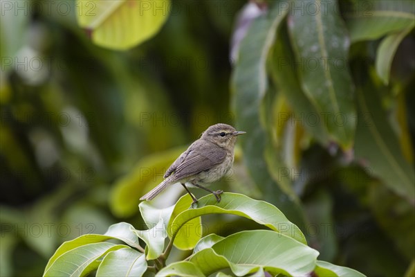 Canary Islands Chiffchaff