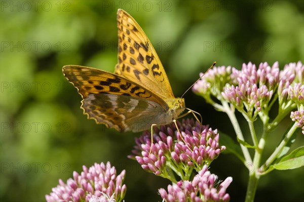 Silver-washed fritillary