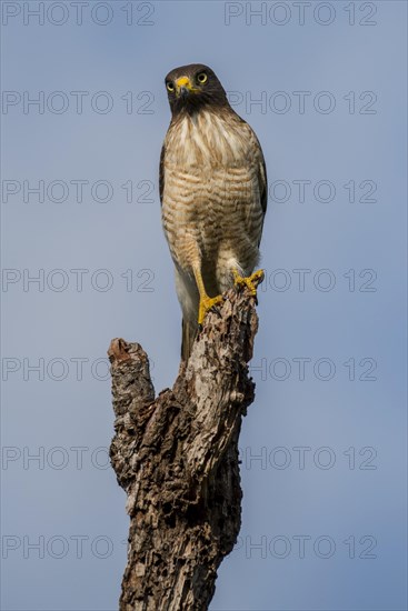 Roadside hawk