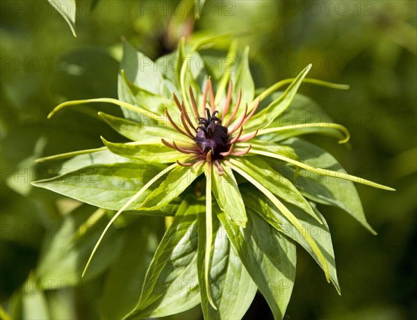 Herb Paris