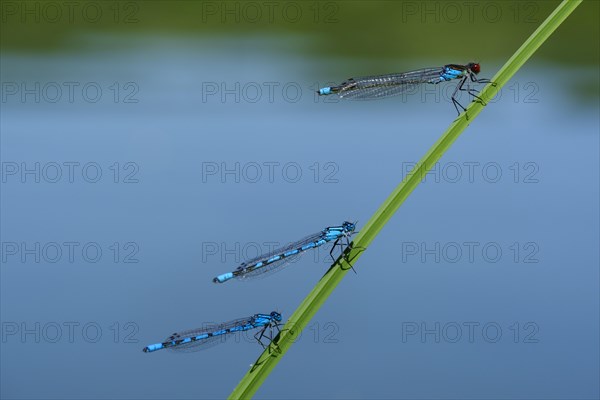 Red-eyed Damselfly