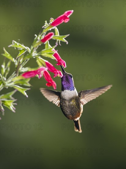 Purple-throated woodstar