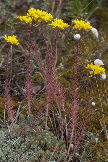 Petite stonecrop