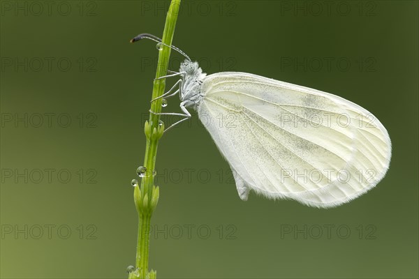 Small White