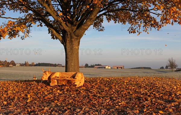 Bench carved into cow shape under Norway maple