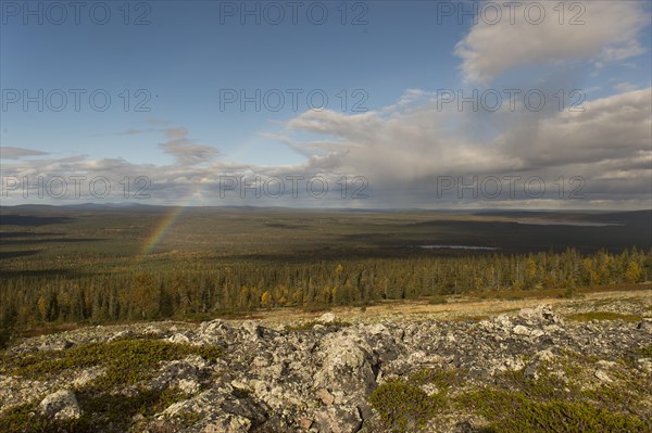 Rainbow over forest