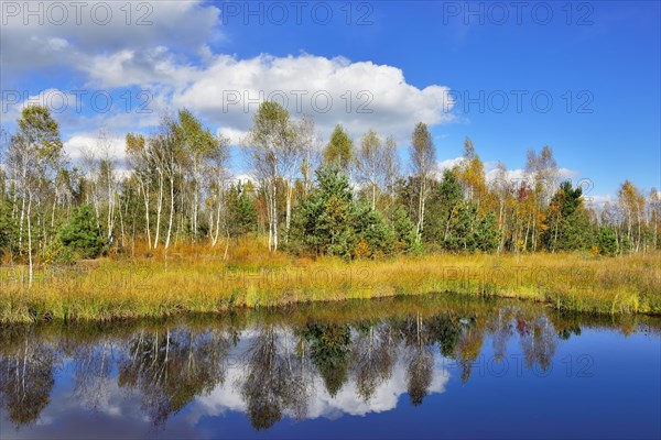 Moorland pond with lakeshore bulrushes