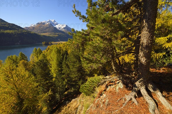 Larch forest