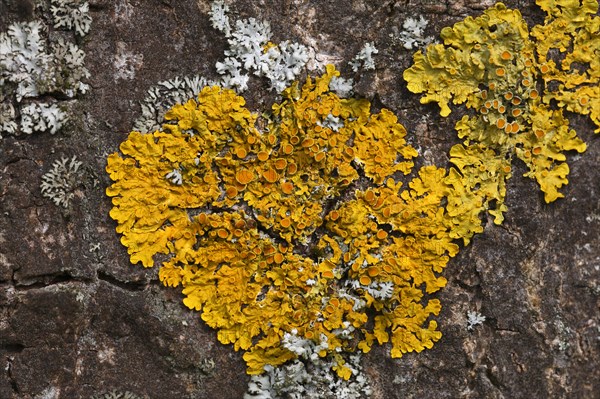 Common orange lichen