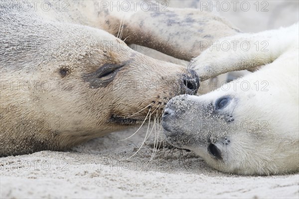 Grey seal