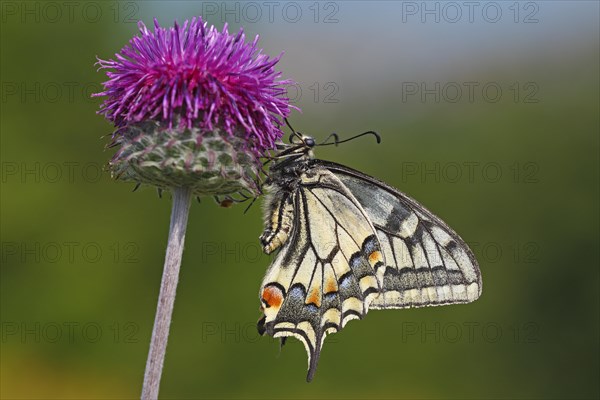 Swallowtail