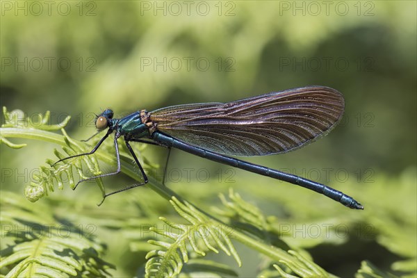 Demoiselle