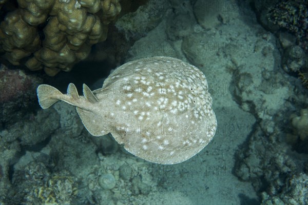 Panther Electric Ray