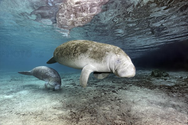 West Indian manatees