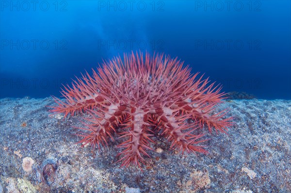 Thorns Sea Star