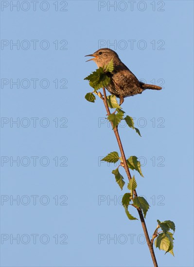 Eurasian wren