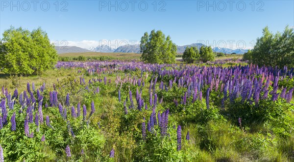 Purple large-leaved lupins