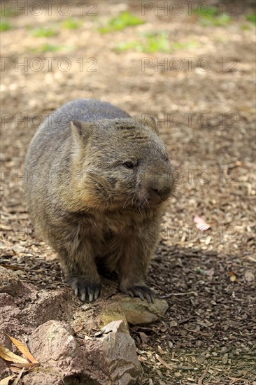 Common wombat