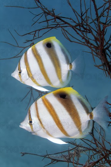 Sixspine butterflyfish