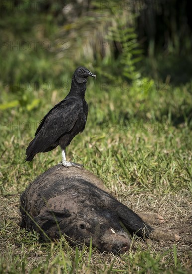 Black Vulture