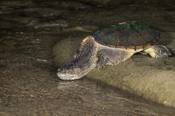 Common snapping turtle