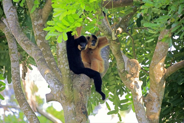 Yellow-cheeked gibbon