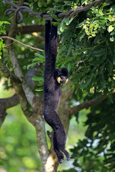 Yellow-cheeked gibbon