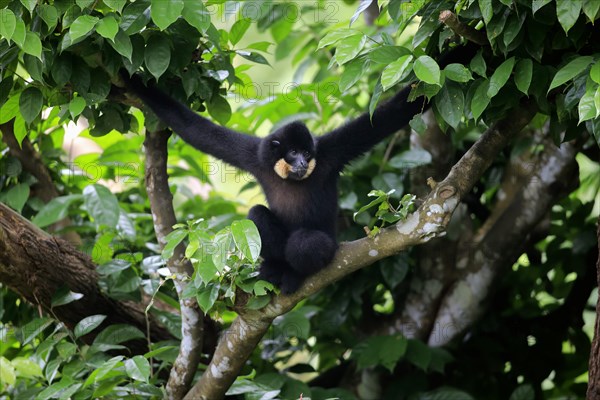 Yellow-cheeked gibbon