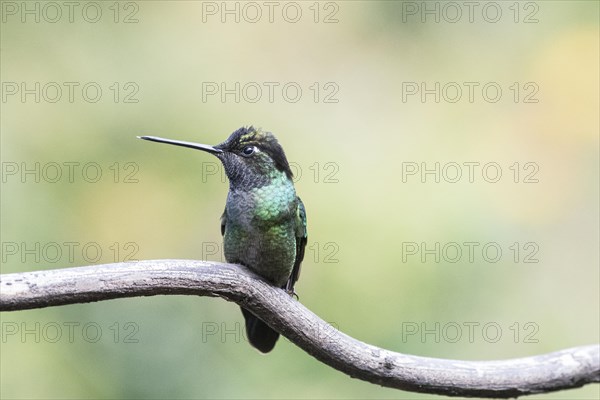 Magnificent Hummingbird