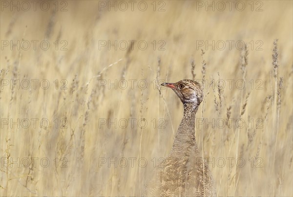 Northern Black Korhaan