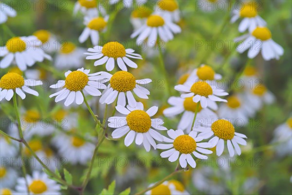 Feverfew