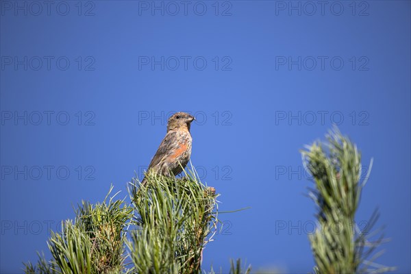 Common crossbill