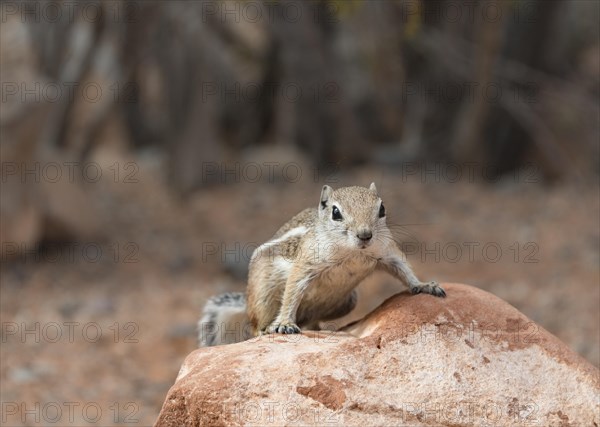 Harris's antelope squirrel