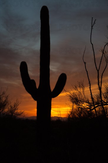 Saguaro