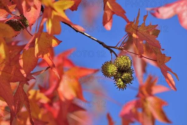 American sweetgum