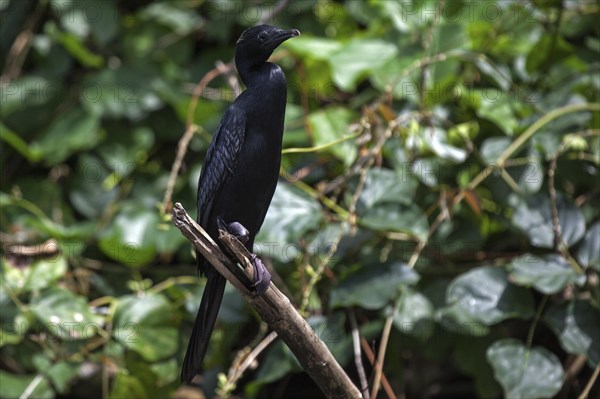 Javanese or little cormorant