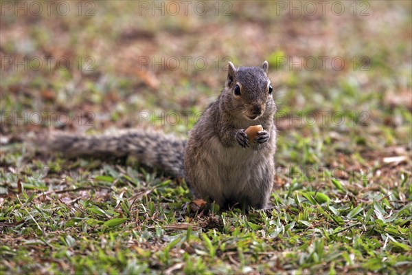 Palm squirrel