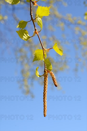 Blossom of birch
