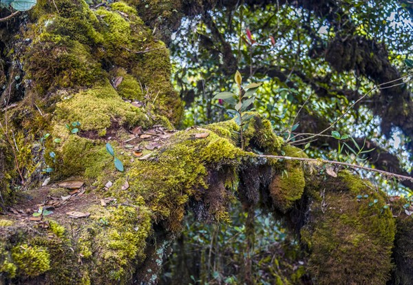 Moss covered trees and branches