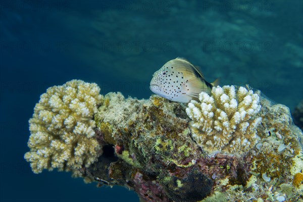 Black-sided hawkfish