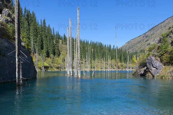 Dead trunks of Picea schrenkiana pointing out of water in Kaindy lake or Submerged Forest