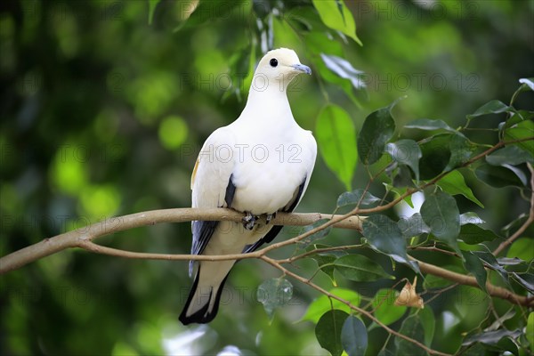 Pied Imperial Pigeon