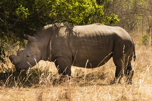 Northern white rhinoceros